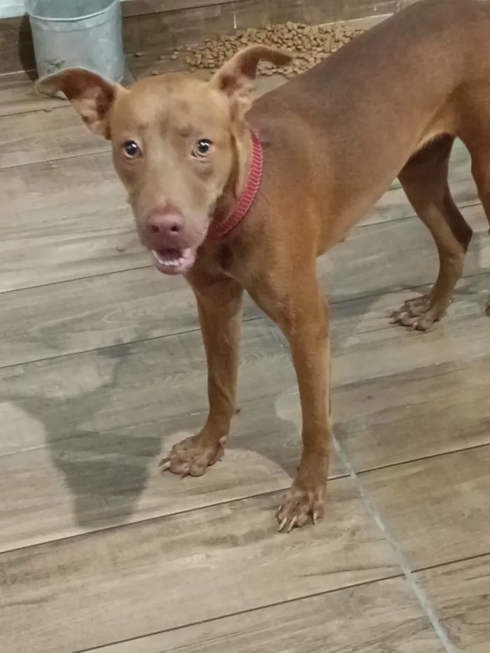 Cachorro raça SRD-ViraLata idade 1 ano nome safira
