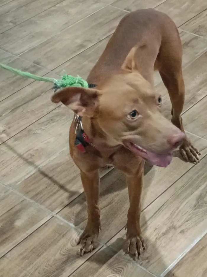 Cachorro raça SRD-ViraLata idade 1 ano nome safira