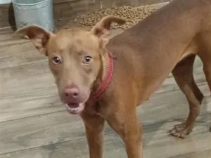 Cachorro raça SRD-ViraLata idade 1 ano nome safira