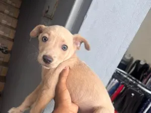 Cachorro raça SRD-ViraLata idade 2 a 6 meses nome Nica