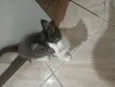 Não tem 