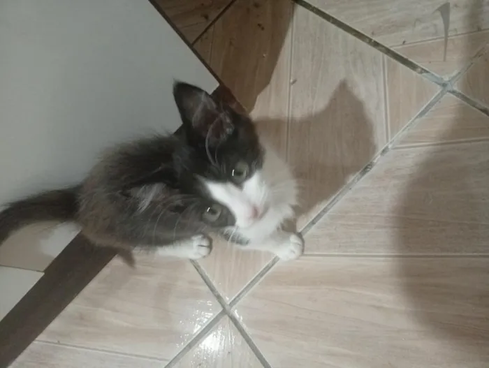 Gato raça SRD-ViraLata idade 2 a 6 meses nome Não tem 