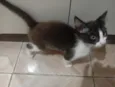 Não tem 