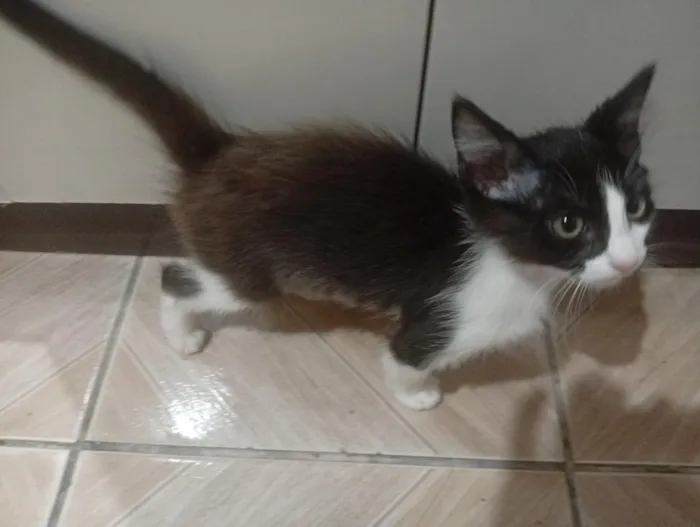 Gato raça SRD-ViraLata idade 2 a 6 meses nome Não tem 