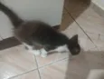 Não tem 