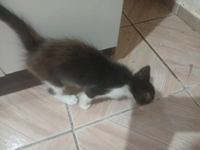 Gato raça SRD-ViraLata idade 2 a 6 meses nome Não tem 
