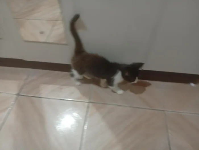 Gato raça SRD-ViraLata idade 2 a 6 meses nome Não tem 