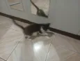 Não tem 
