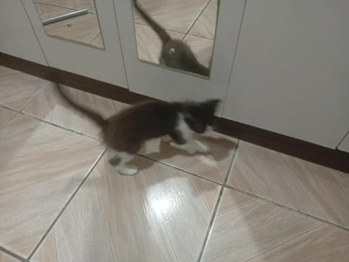Gato raça SRD-ViraLata idade 2 a 6 meses nome Não tem 