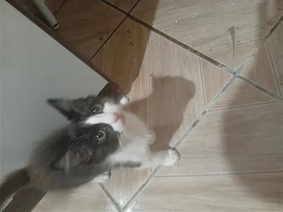 Gato raça SRD-ViraLata idade 2 a 6 meses nome Não tem 