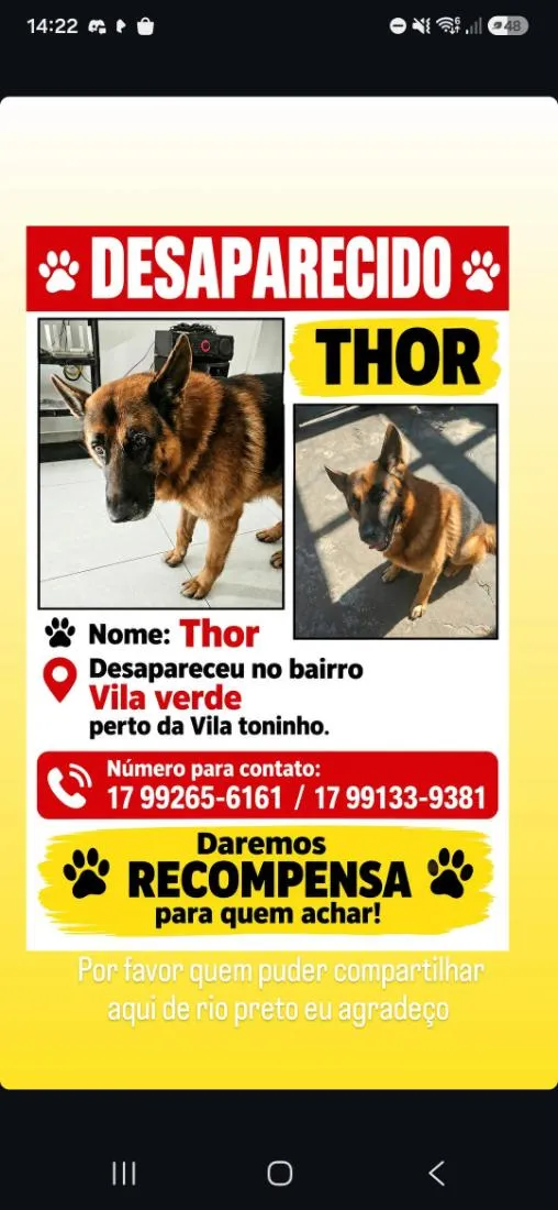 Cachorro raça Pastor Alemão idade 6 ou mais anos nome Thor