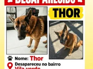 Cachorro raça Pastor Alemão idade 6 ou mais anos nome Thor