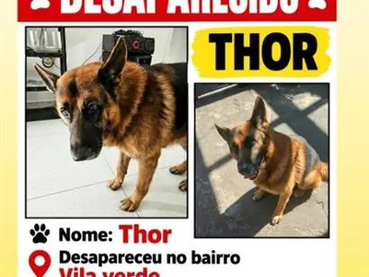 Cachorro raça Pastor Alemão idade 6 ou mais anos nome Thor