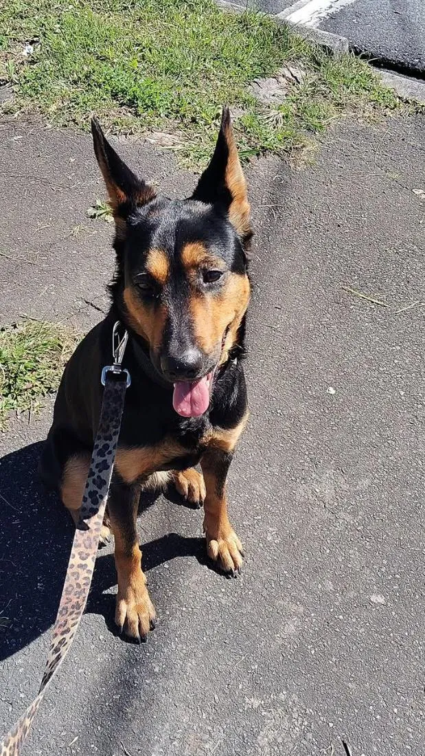 Cachorro raça Pastor Alemão idade 2 anos nome Katana 