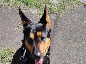 Cachorro raça Pastor Alemão idade 2 anos nome Katana 