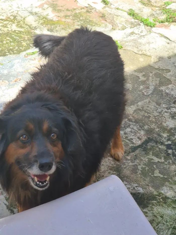 Cachorro raça SRD-ViraLata idade 5 anos nome Bili