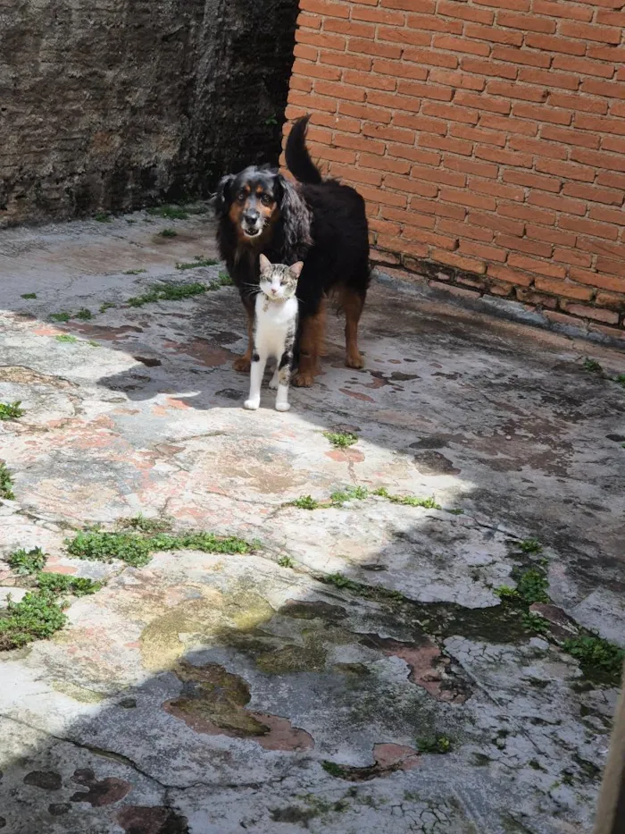 Cachorro raça SRD-ViraLata idade 5 anos nome Bili