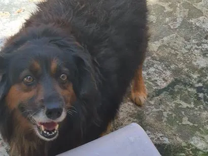 Cachorro raça SRD-ViraLata idade 5 anos nome Bili