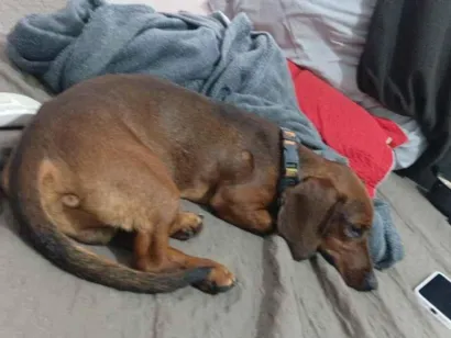 Cachorro raça SRD-ViraLata idade 7 a 11 meses nome tobby