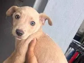 Cachorro raça SRD-ViraLata idade 2 a 6 meses nome Nica