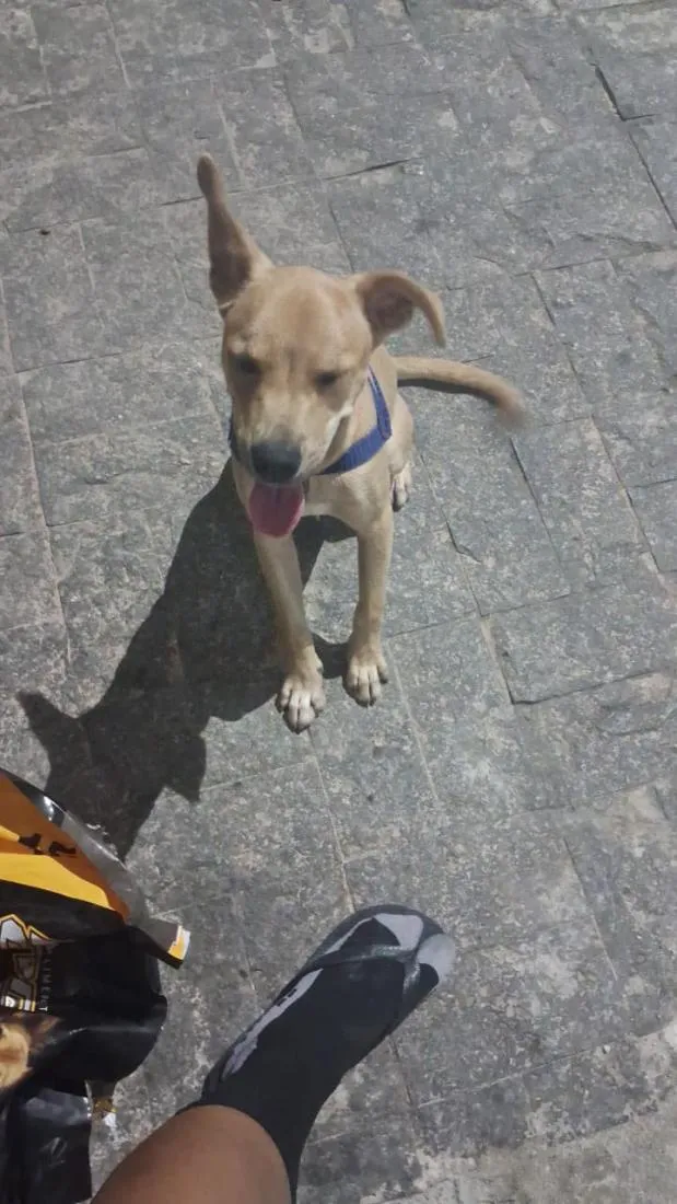 Cachorro raça SRD-ViraLata idade 2 a 6 meses nome Bob