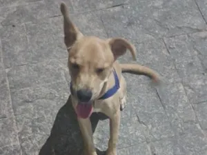 Cachorro raça SRD-ViraLata idade 2 a 6 meses nome Bob