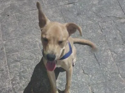 Cachorro raça SRD-ViraLata idade 2 a 6 meses nome Bob