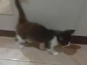 Gato raça SRD-ViraLata idade 2 a 6 meses nome Não tem 