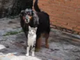 Bili