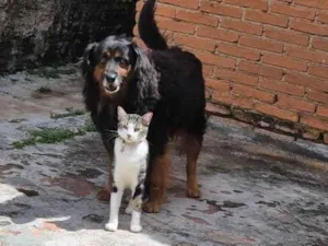 Cachorro raça SRD-ViraLata idade 5 anos nome Bili