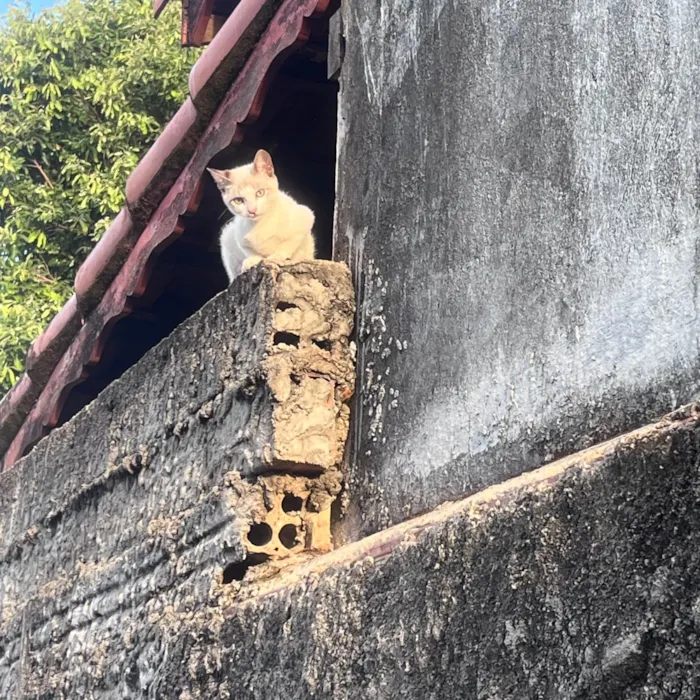 Gato raça SRD-ViraLata idade 2 a 6 meses nome Pipoca
