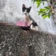 Pipoca