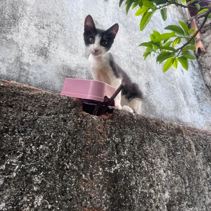 Gato raça SRD-ViraLata idade 2 a 6 meses nome Pipoca