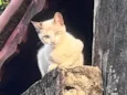 Pipoca