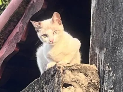 Gato raça SRD-ViraLata idade 2 a 6 meses nome Pipoca