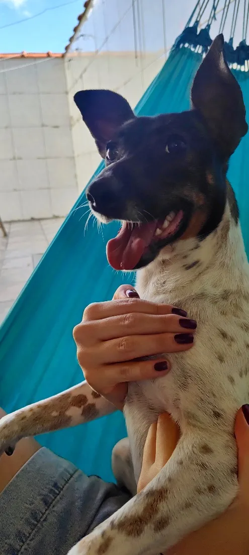 Cachorro raça SRD-ViraLata idade 1 ano nome Vida