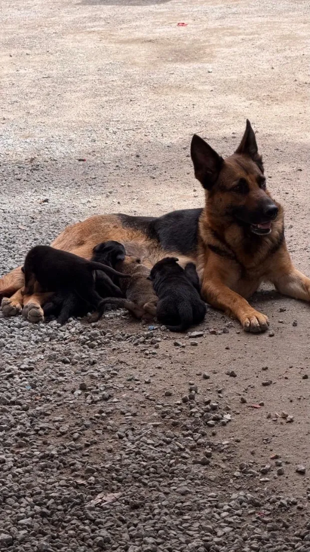 Cachorro raça Pastor Alemão idade 7 a 11 meses nome Valquíria 