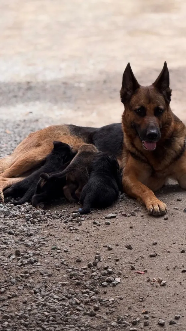 Cachorro raça Pastor Alemão idade 7 a 11 meses nome Valquíria 