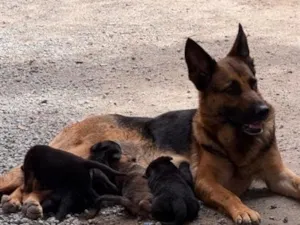 Cachorro raça Pastor Alemão idade 7 a 11 meses nome Valquíria 