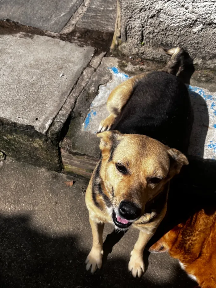 Cachorro raça SRD-ViraLata idade 3 anos nome Maia