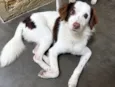 Boi