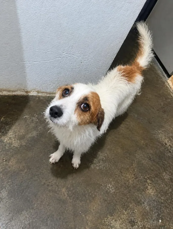Cachorro raça SRD-ViraLata idade 3 anos nome Pepaço ( loirinho )