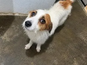 Cachorro raça SRD-ViraLata idade 3 anos nome Pepaço ( loirinho )
