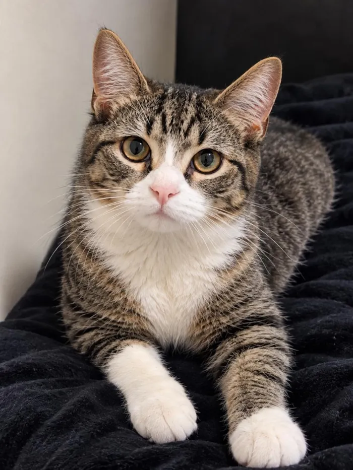 Gato raça SRD-ViraLata idade 1 ano nome estrela 