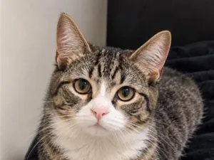 Gato raça SRD-ViraLata idade 1 ano nome estrela 