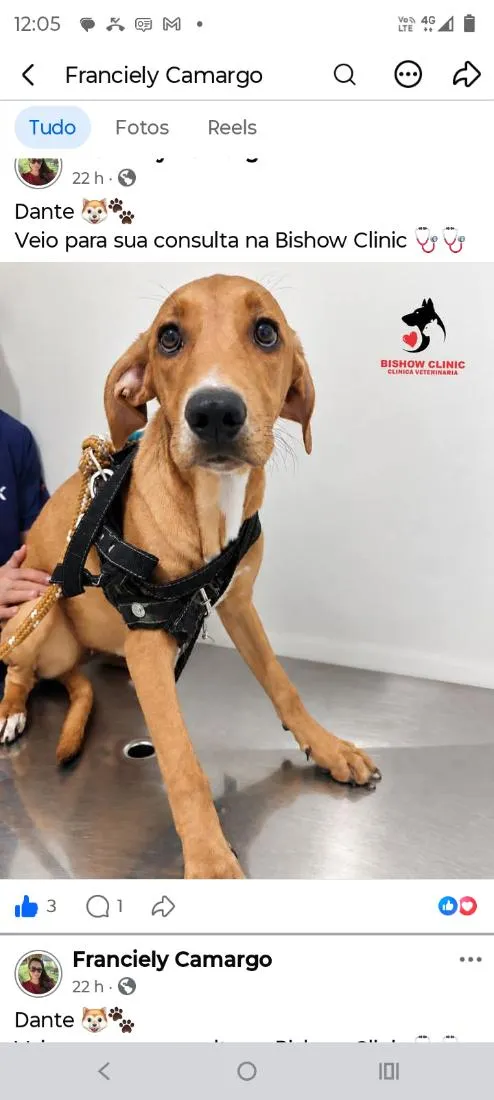Cachorro raça SRD-ViraLata idade 1 ano nome Dante