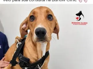 Cachorro raça SRD-ViraLata idade 1 ano nome Dante