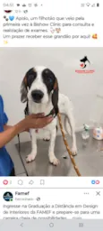 Apollo