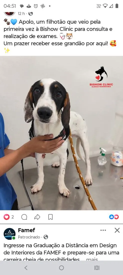 Cachorro raça SRD-ViraLata idade 7 a 11 meses nome Apollo