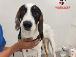 Cachorro raça SRD-ViraLata idade 7 a 11 meses nome Apollo